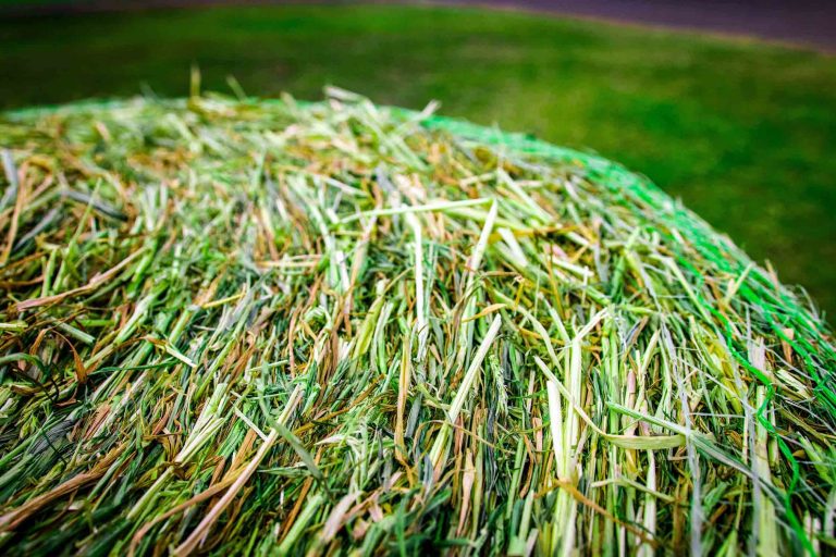 Beardless Barley Large Round Bale