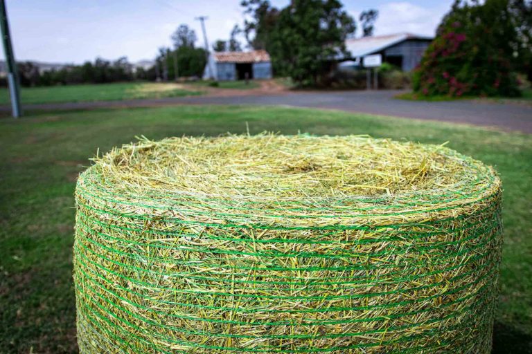 Rhodes Grass Hay Round Bales